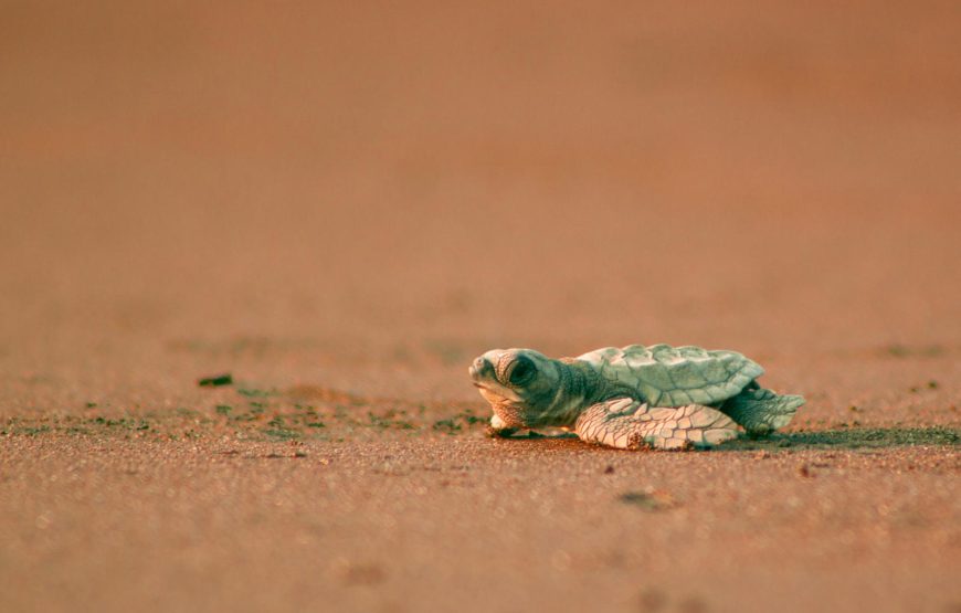 Velas Turtle Festival Tour 2026 From Mumbai