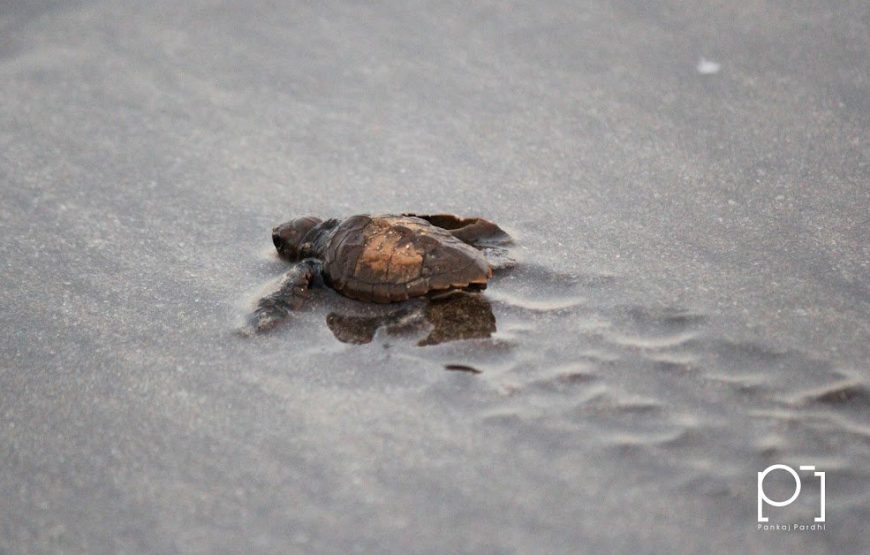 Anjarle Turtle Festival 2025