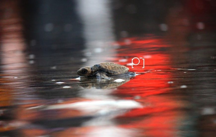 Anjarle Turtle Festival 2025