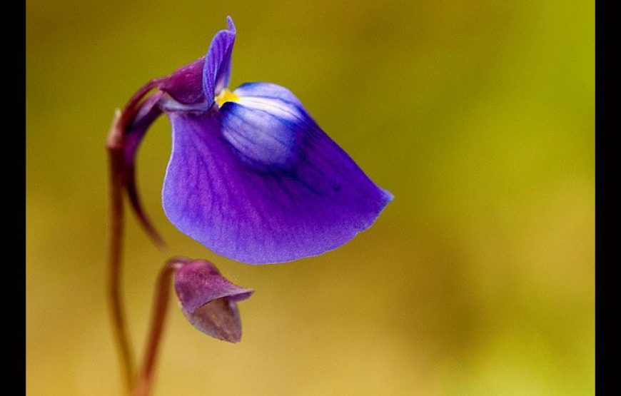 Kaas Plateau With Thoseghar Waterfall Tour from Mumbai