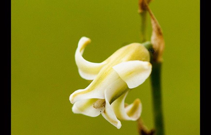 Kaas Plateau With Thoseghar Waterfall Tour from Mumbai