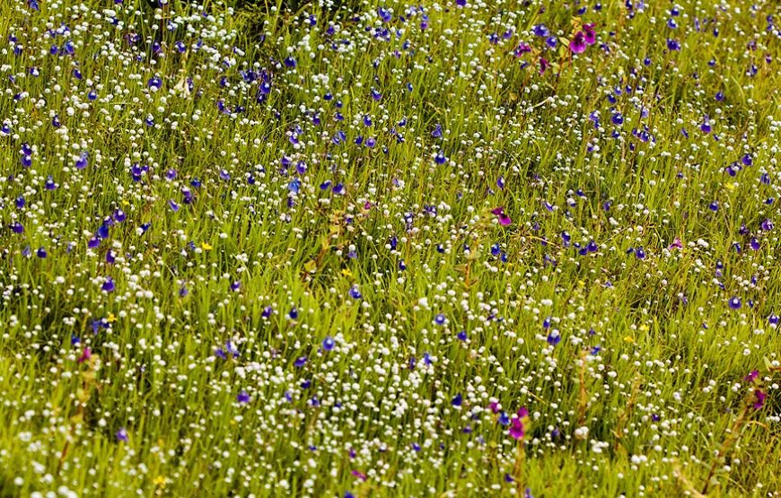 Kaas Plateau With Thoseghar Waterfall Tour from Mumbai