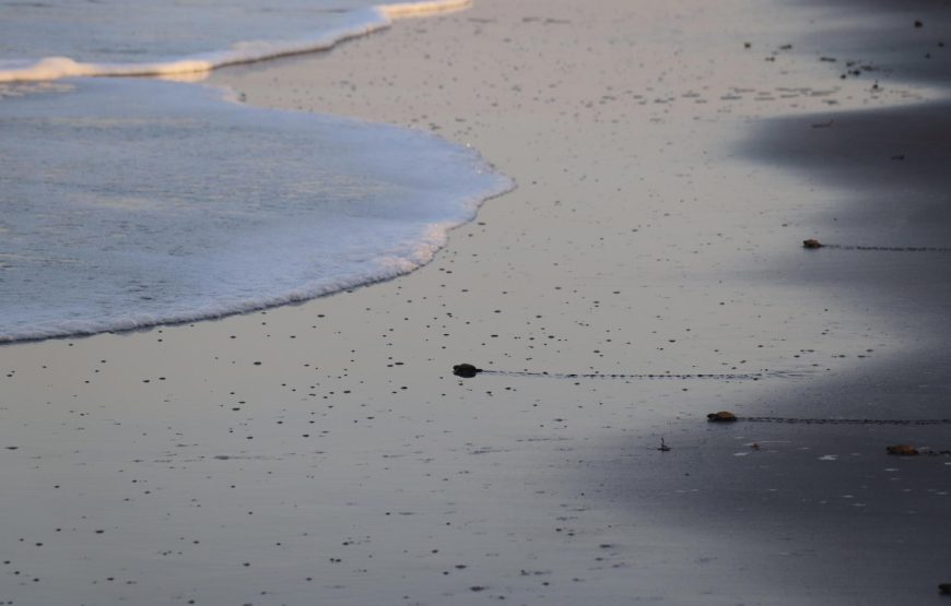 Velas Turtle Festival Tour 2026 From Mumbai