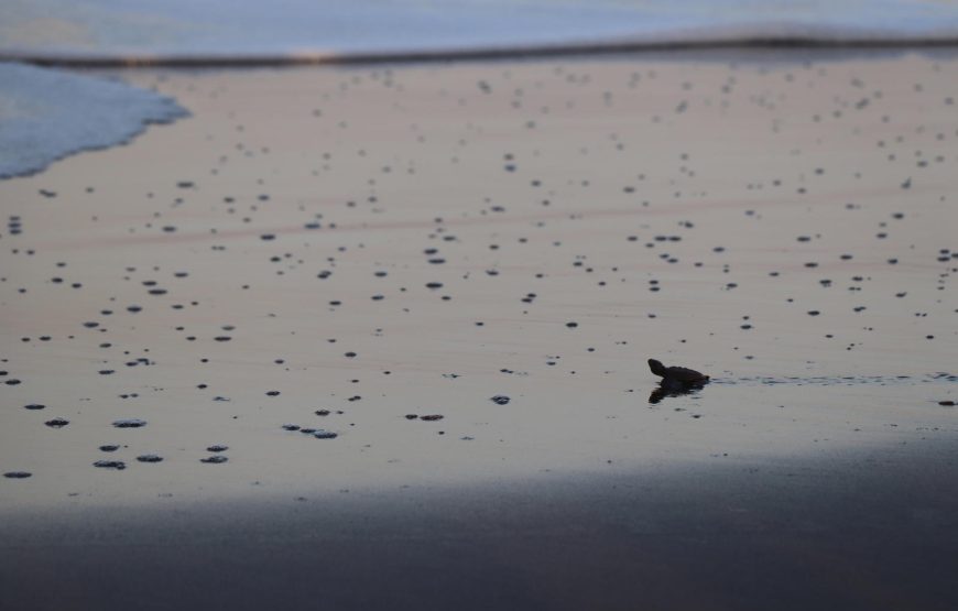 Velas Turtle Festival Tour 2026 From Mumbai