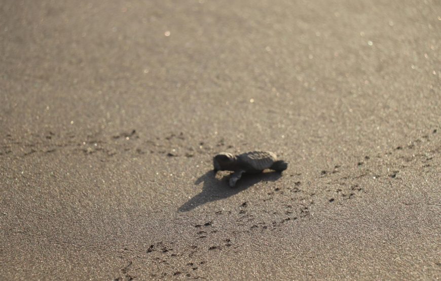 Velas Turtle Festival Tour 2026 From Mumbai