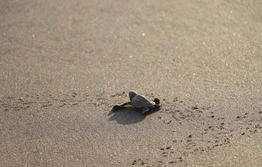 Velas Turtle Festival Tour 2026 From Mumbai