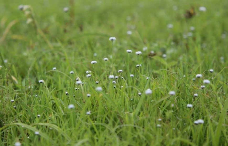 Kaas Plateau With Thoseghar Waterfall Tour from Mumbai