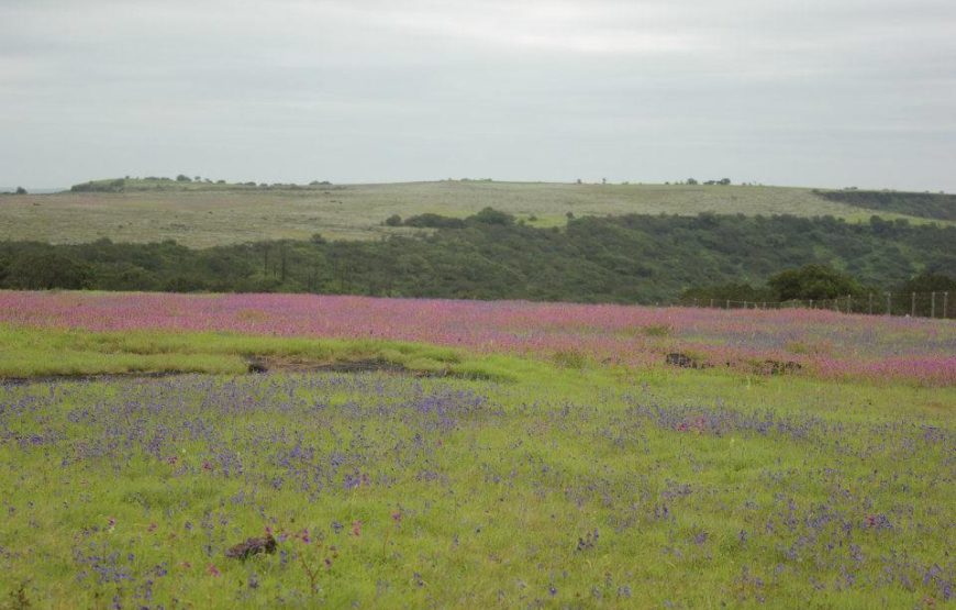 Kaas Plateau With Thoseghar Waterfall Tour from Mumbai