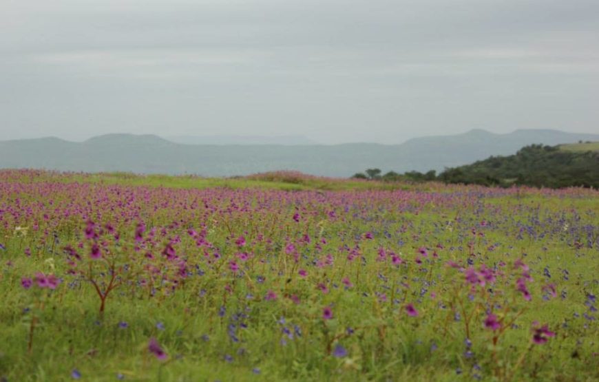 Kaas Plateau With Thoseghar Waterfall Tour from Mumbai