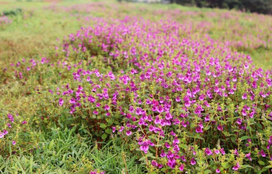Kaas Plateau With Thoseghar Waterfall Tour from Mumbai