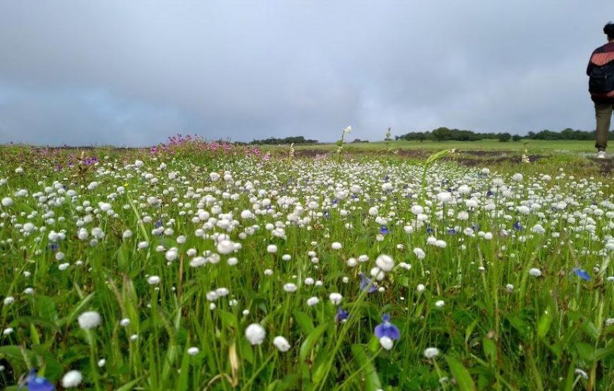 Kaas Plateau With Thoseghar Waterfall Tour from Mumbai