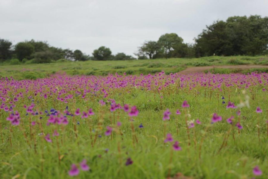Kaas Plateau With Thoseghar Waterfall Tour from Mumbai