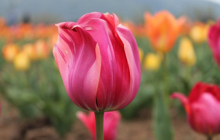 Kashmir Tulip Festival