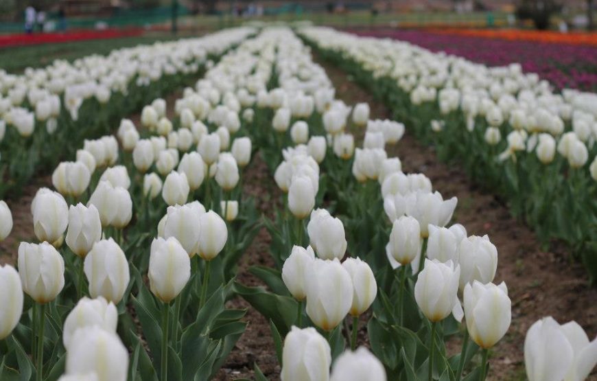 Kashmir Tulip Festival