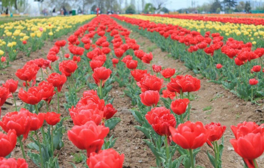 Kashmir Tulip Festival