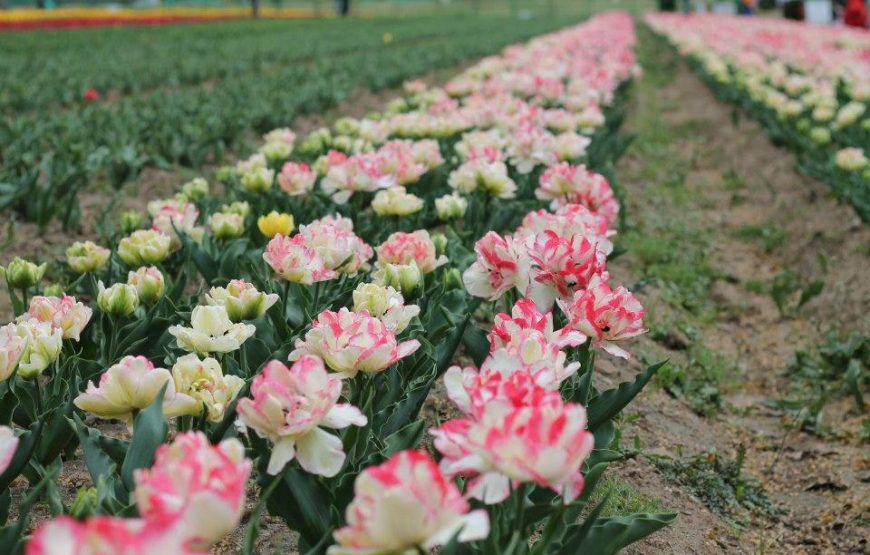 Kashmir Tulip Festival