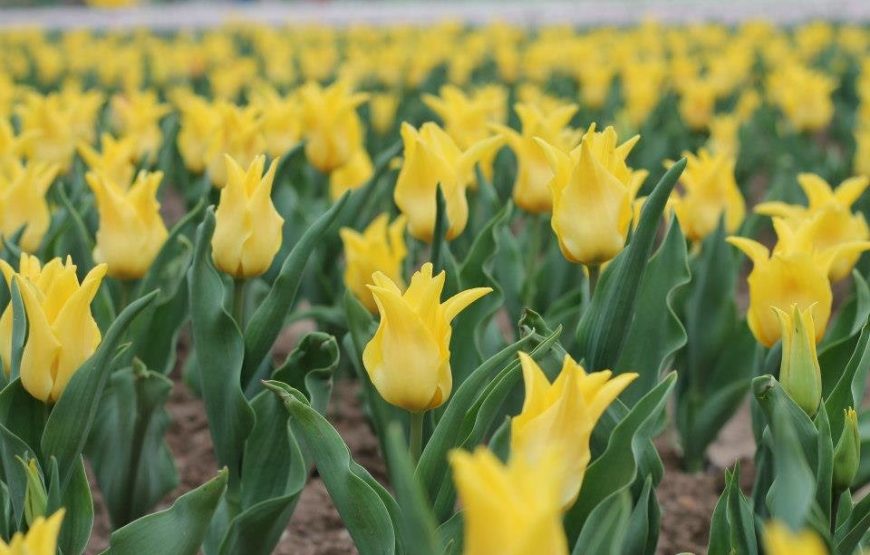 Kashmir Tulip Festival
