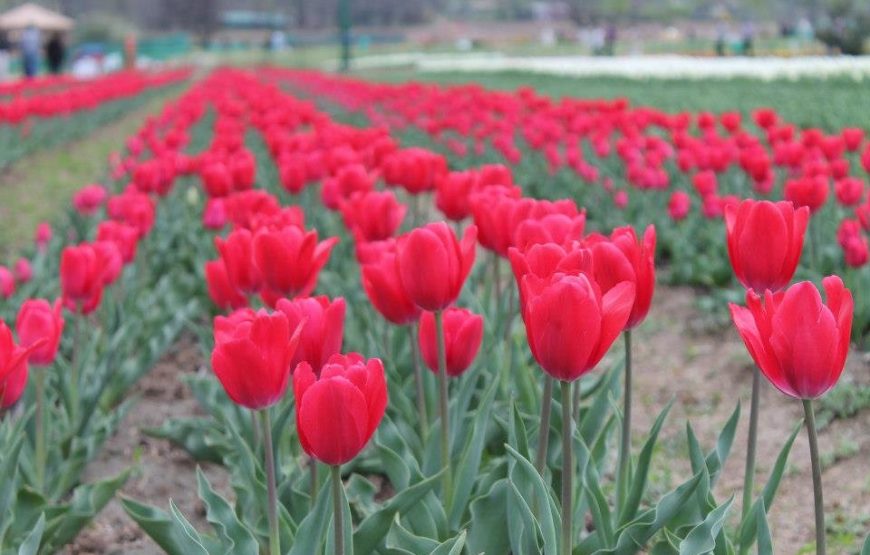 Kashmir Tulip Festival