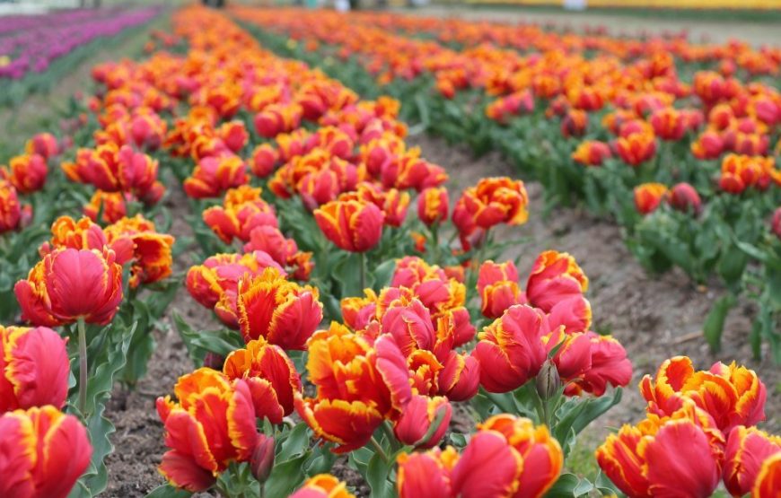 Kashmir Tulip Festival