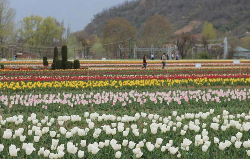 Kashmir Tulip Festival