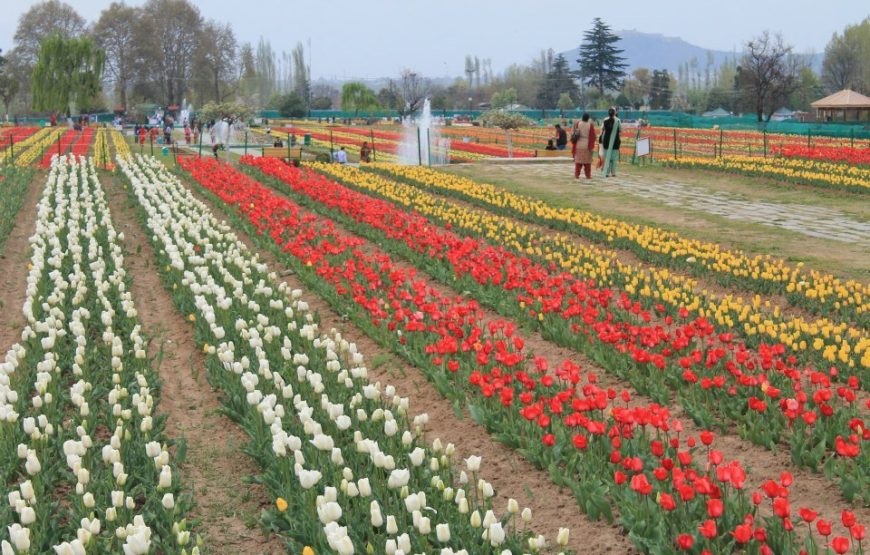 Kashmir Tulip Festival