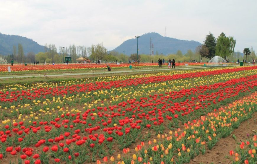 Kashmir Tulip Festival