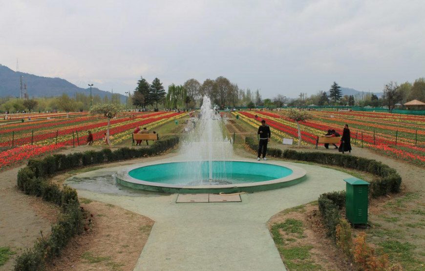 Kashmir Tulip Festival