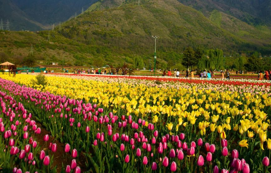 Kashmir Tulip Festival