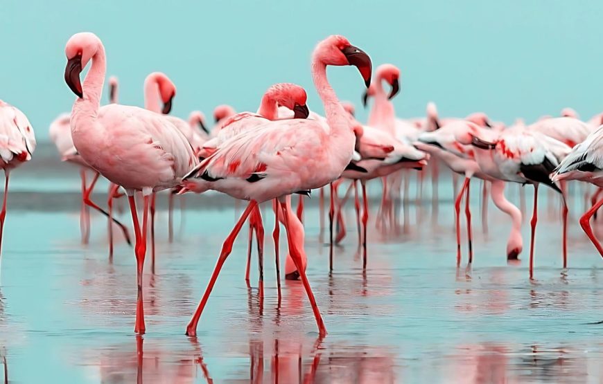 Nanhe Musafir – Flamingo Boat Safari