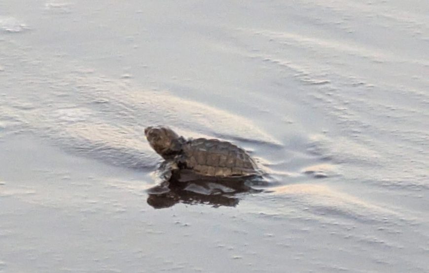 Velas Turtle Festival Tour 2026 From Mumbai
