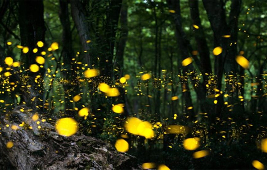 Prabalmachi Fireflies Special Trek & Camping