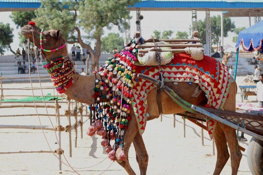 Pushkar Holi Special Tour 2026