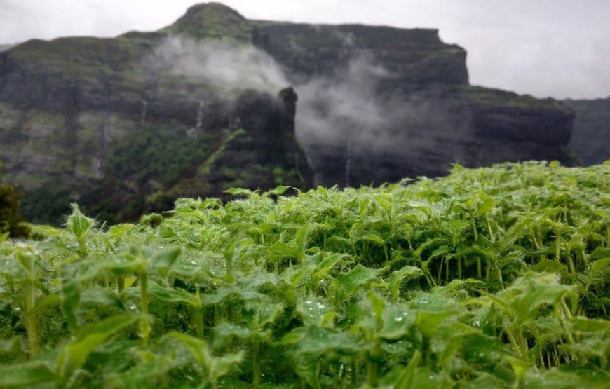 Ratangad Night Trek
