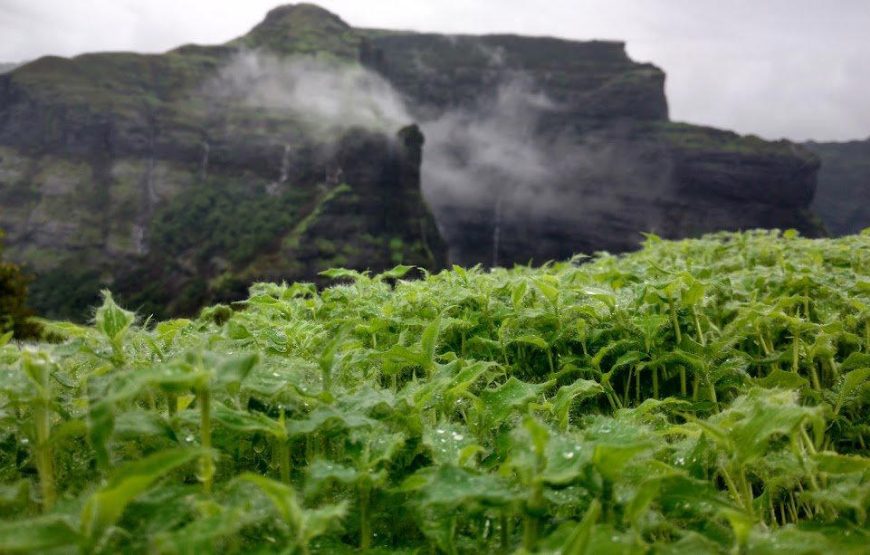 Ratangad Flower Special Trek