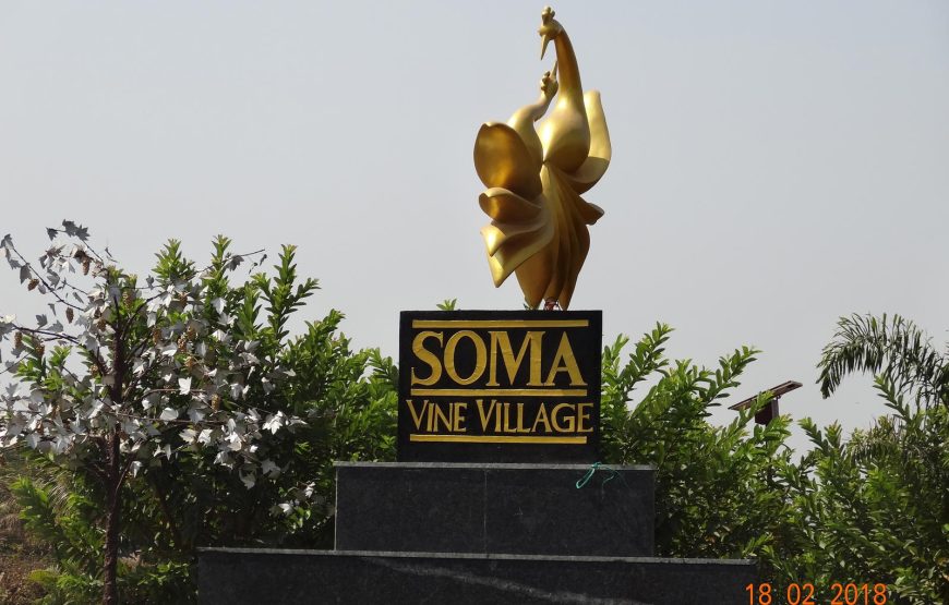 Sula Vineyards Tour