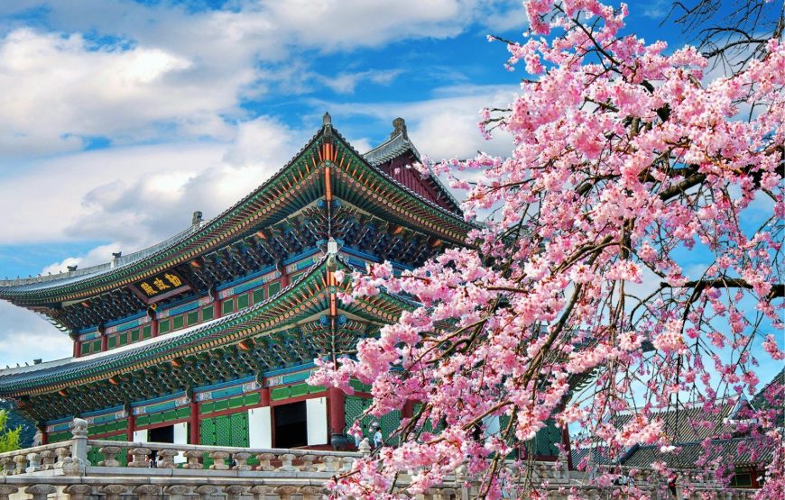 South Korea – Cherry Blossom Trip