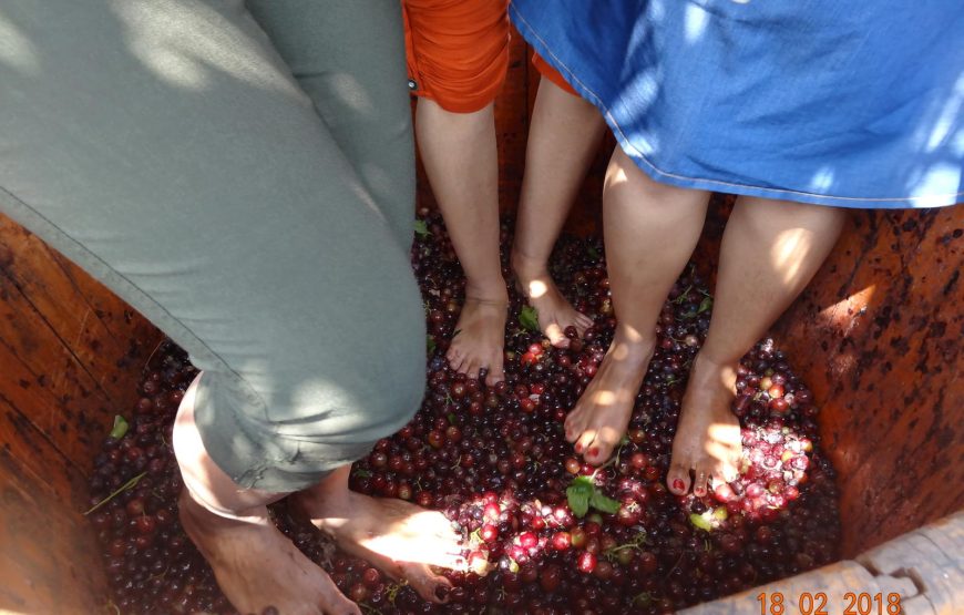 Sula Vineyards Tour
