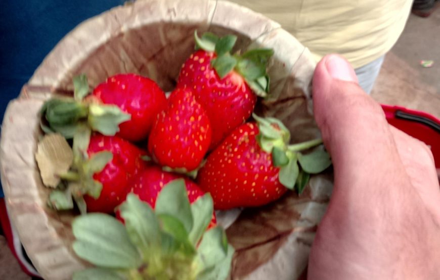 Strawberry Farm Tour Near Mahabaleshwar
