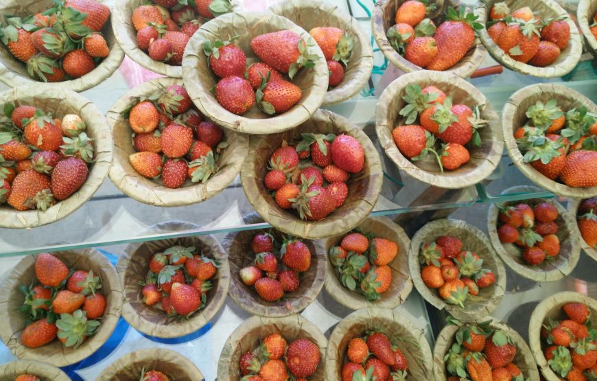 Strawberry Farm Tour Near Mahabaleshwar