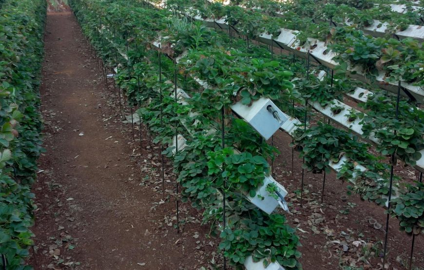 Strawberry Farm Tour Near Mahabaleshwar