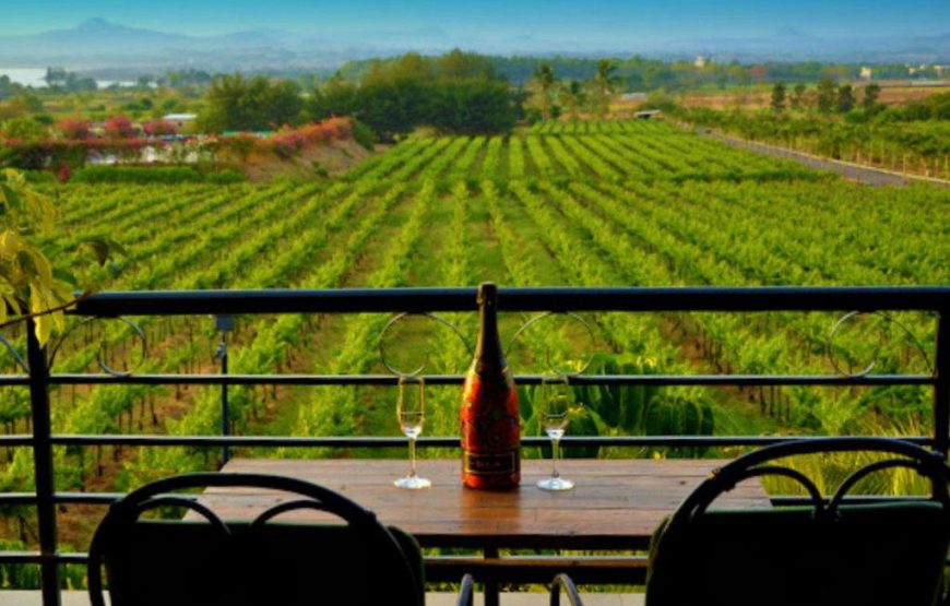 Sula Vineyards Tour