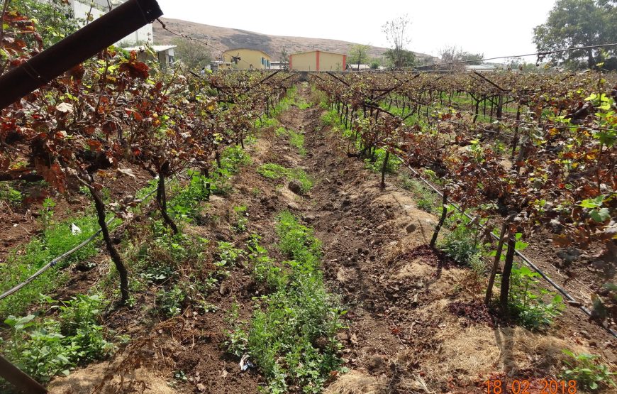 Sula Vineyards Tour