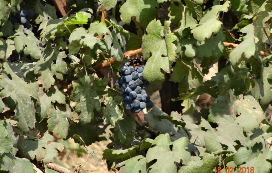 Sula Vineyards Tour