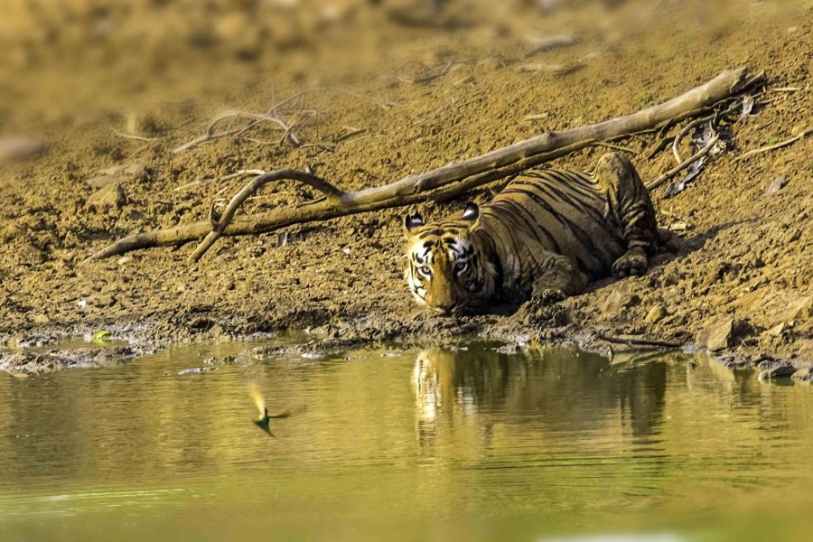 Tadoba Wildlife Jungle Safari