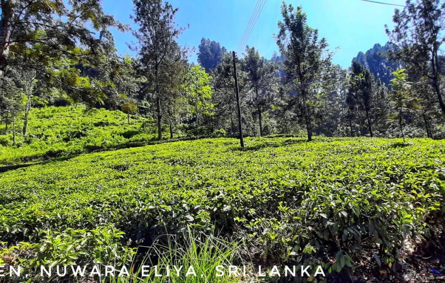 Sri Lanka Backpacking Tour