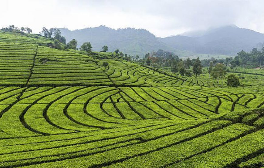 Wayanad Green Paradise Tour