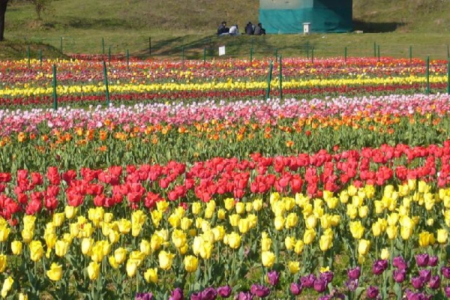 Kashmir Tulip Festival