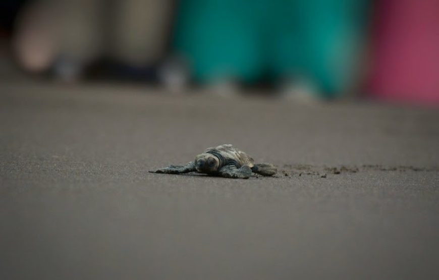 Velas Turtle Festival Tour 2026 From Mumbai