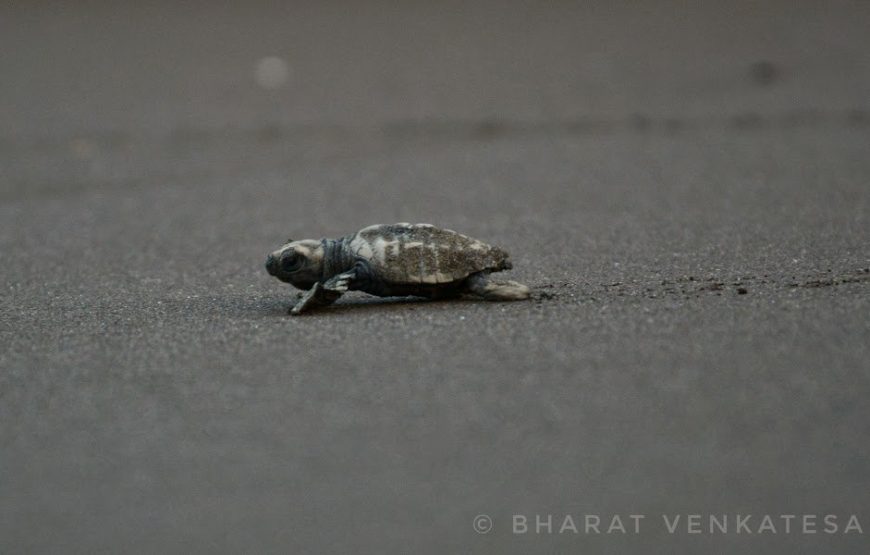 Velas Turtle Festival Tour 2026 From Mumbai