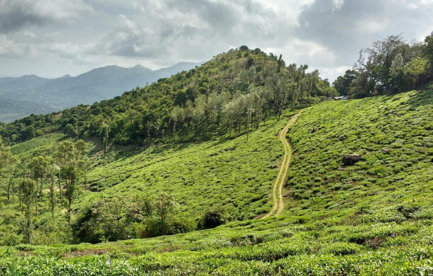Wayanad Green Paradise Tour